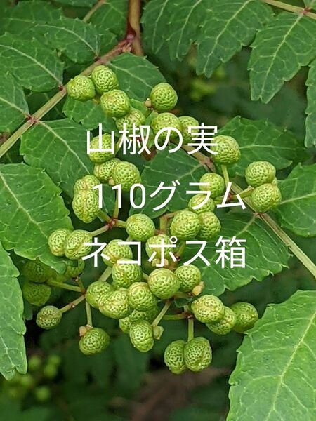 1.岡山県産 山椒の実 110グラム ネコポス箱