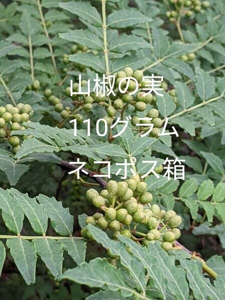1.岡山県産 山椒の実 110グラム ネコポス箱