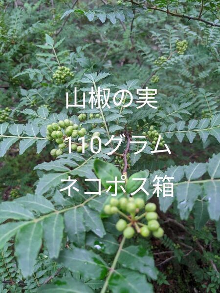 1.岡山県産 山椒の実 110グラム ネコポス箱