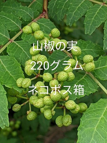 2.岡山県産 山椒の実正味 220グラム ネコポス箱