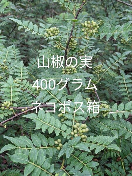 4.岡山県産 山椒の実 400グラム ネコポス箱