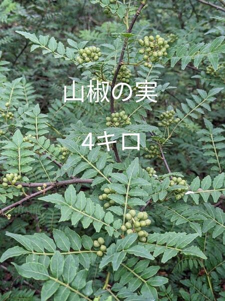 40.岡山県産 山椒の実 4キロ