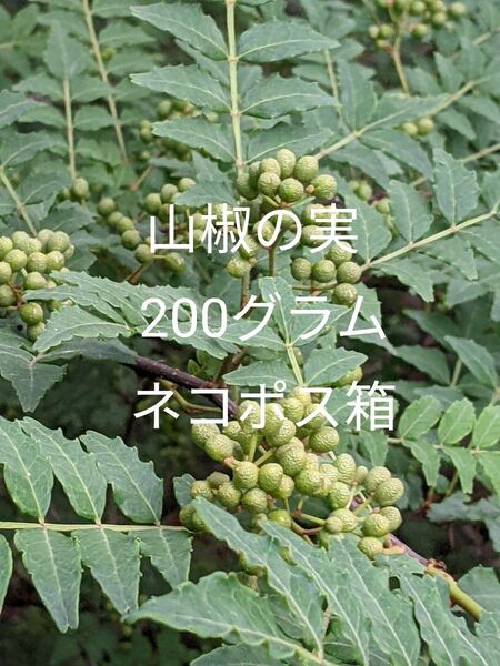 2.岡山県産 山椒の実 200グラム ネコポス箱