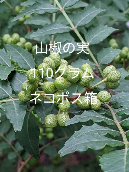 1.岡山県産 山椒の実 110グラム ネコポス箱