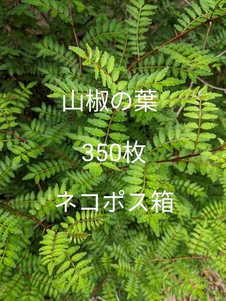 8.岡山県産 山椒の葉 350枚 ネコポス箱