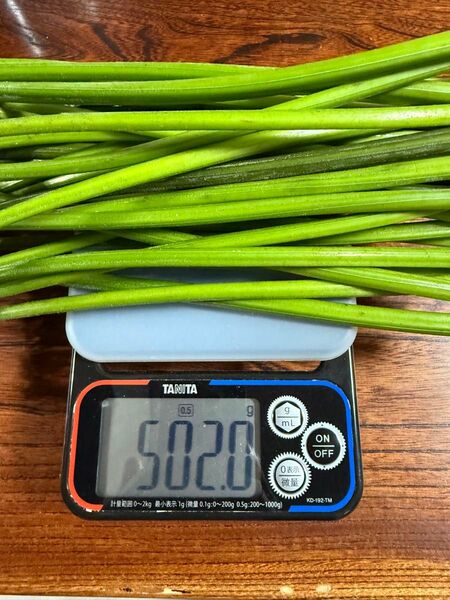 大自然から直送!極上わらび500g|旬の香りをあなたに 秋田県産