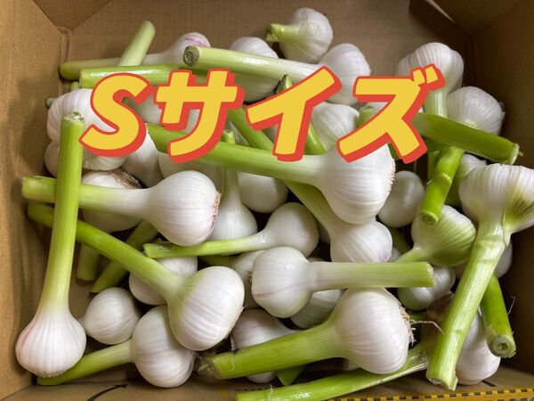 無農薬生ニンニクSサイズ1KG