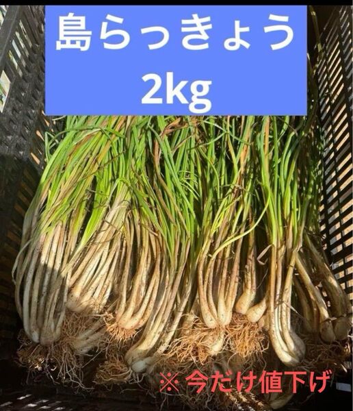島らっきょう 沖縄備瀬産 2kg 朝とり 新鮮