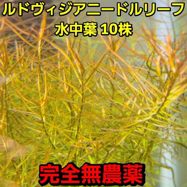 ニードルリーフ ルドウィジア水中葉 10株 完全無農薬