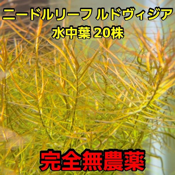 ニードルリーフ ルドウィジア水中葉 20株 完全無農薬