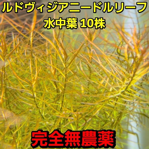 ニードルリーフ ルドウィジア水中葉 10株 完全無農薬