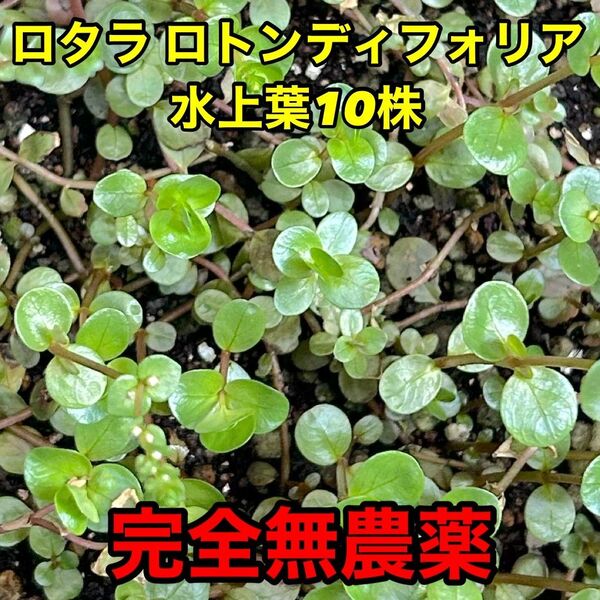 ロタラ ロトンディフォリア水上葉10株 完全無農薬
