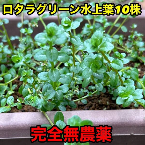 ロタラ グリーン 水上葉 10株 完全無農薬