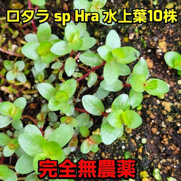 ロタラ sp Hra 水上葉 10株 完全無農薬