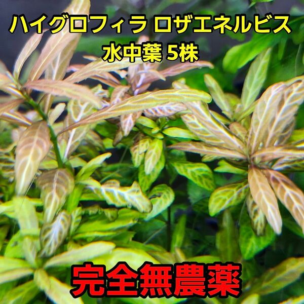 ハイグロフィラ・ロザエネルビス水中葉 5株 完全無農