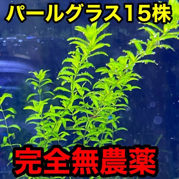 パールグラス15株 完全無農薬