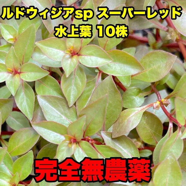 ルドウィジアsp.スーパーレッド水上葉 10株 完全無農薬