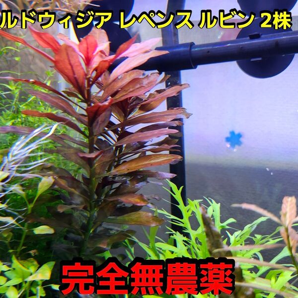 ルドウィジア レペンス ルビン 2株 完全無農薬