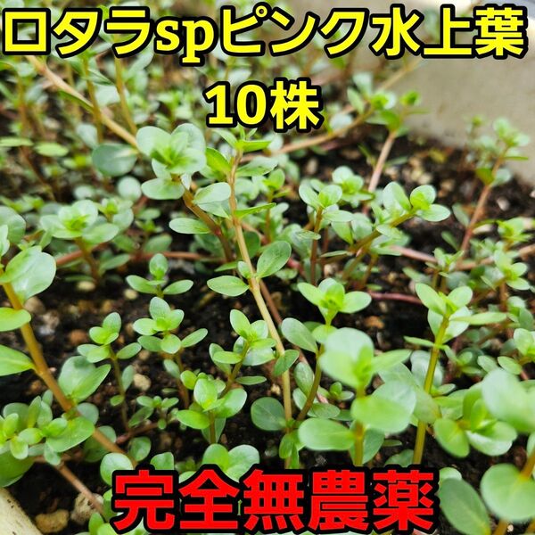 ロタラspピンク水上葉10株 完全無農薬