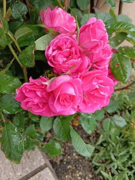 ピンク薔薇苗 スプレー薔薇