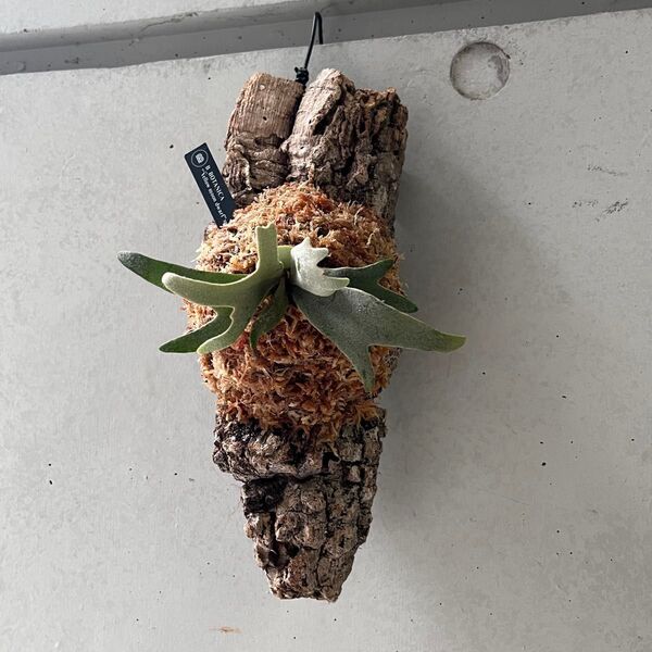 27 P. willinckii"Totoro"Yellow Moon Dwarf spore