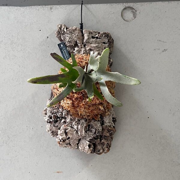 28 P. willinckii"Totoro"Yellow Moon Dwarf spore