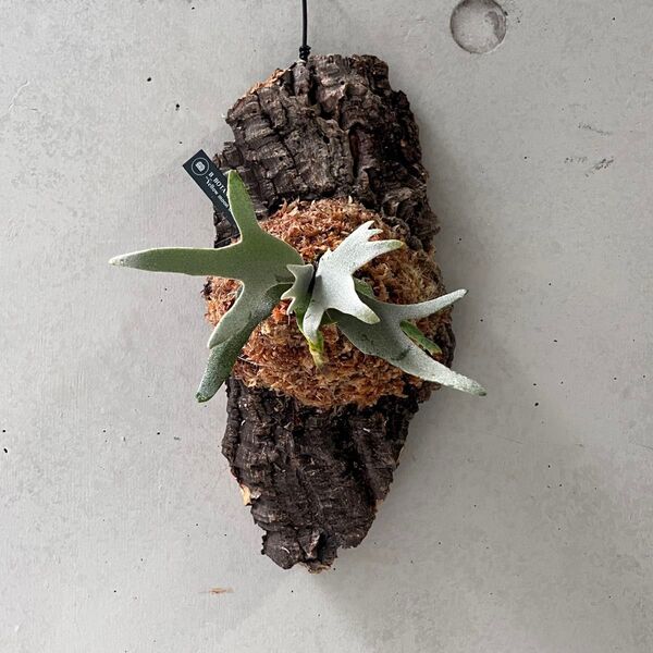 29 P. willinckii"Totoro"Yellow Moon Dwarf spore