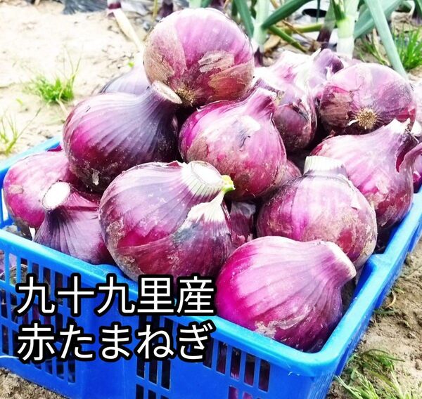 九十九里産 赤玉ねぎ 1.8Kg
