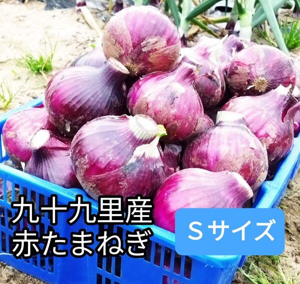 九十九里産 赤玉ねぎ Sサイズ 1.8Kg