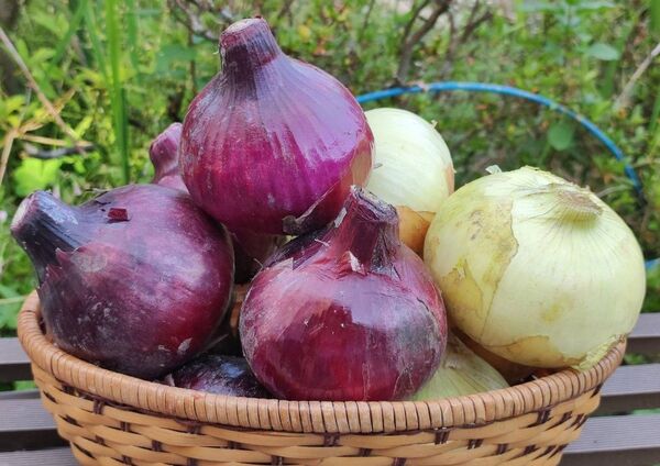 九十九里産 新玉ねぎ・赤玉ねぎ 詰め合わせ 約5kg 箱込み