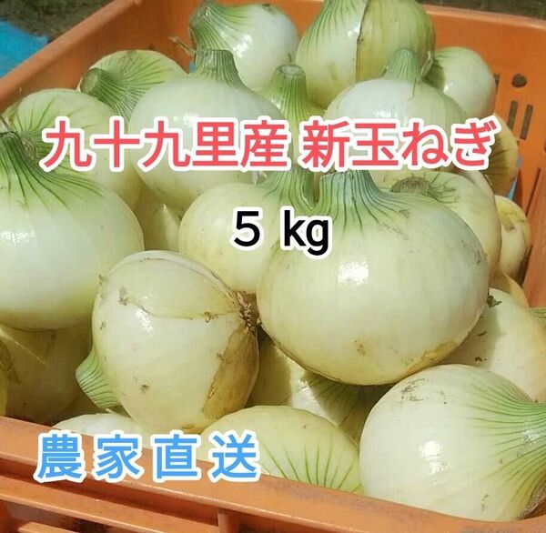 九十九里産 新たまねぎ 5㎏