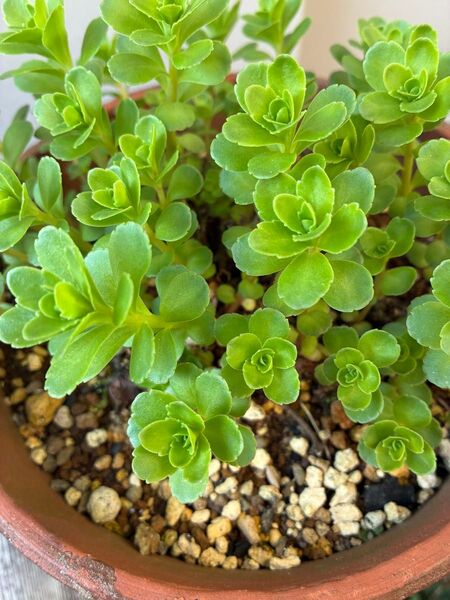 キリンソウ 抜き苗20本 かわいい星型の黄花