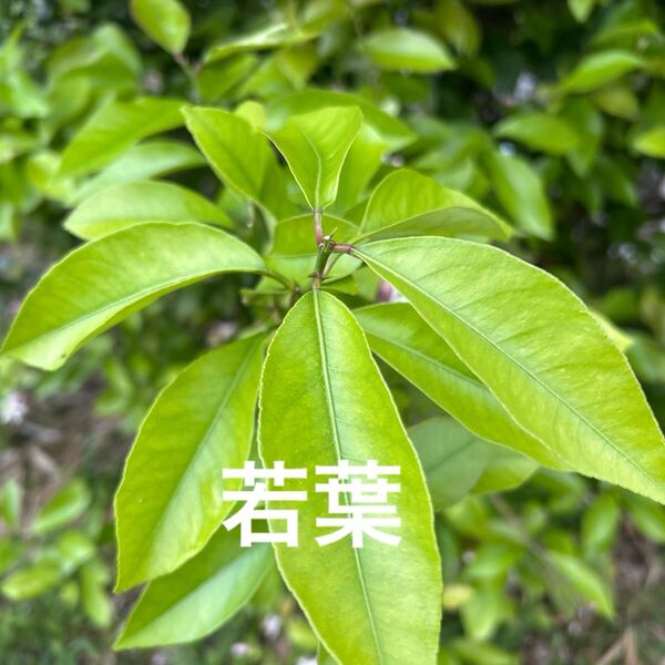 レモンの葉40〜50枚