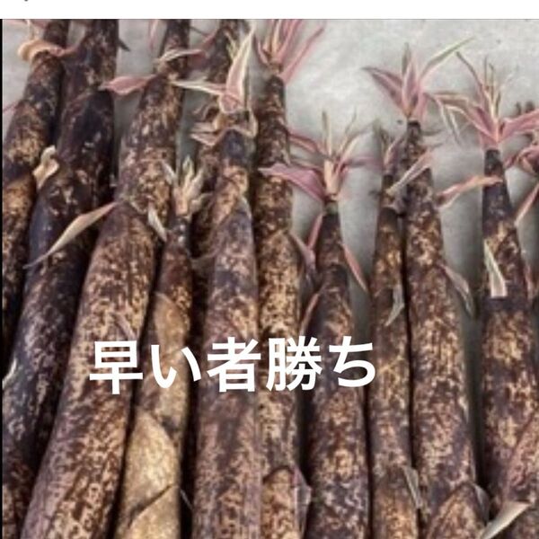 真竹 タケノコ 2.5キロ