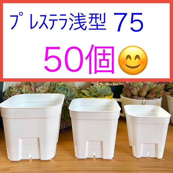 E① 【プレステラ75浅型・2号鉢】白50個★