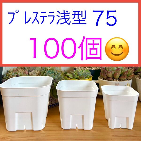 E① 【プレステラ75浅型・2号鉢】白100個★