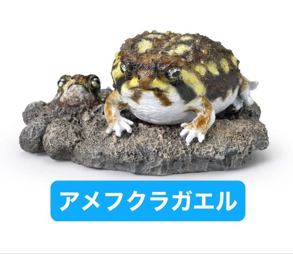 いきもの大図鑑ミニコレクション 両生類02 アメフクラガエル