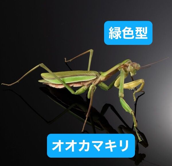 いきもの大図鑑アドバンス オオカマキリとショウリョウバッタ【カプセル版】オオカマキリ(緑色型)単品