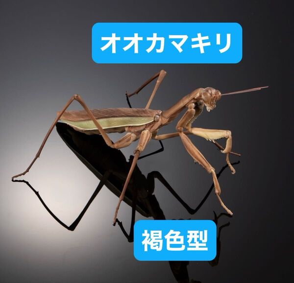 いきもの大図鑑アドバンス オオカマキリとショウリョウバッタ【カプセル版】オオカマキリ(褐色型)単品