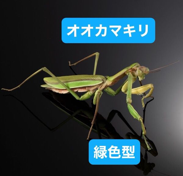 いきもの大図鑑アドバンス オオカマキリとショウリョウバッタ【カプセル版】オオカマキリ(緑色型)単品