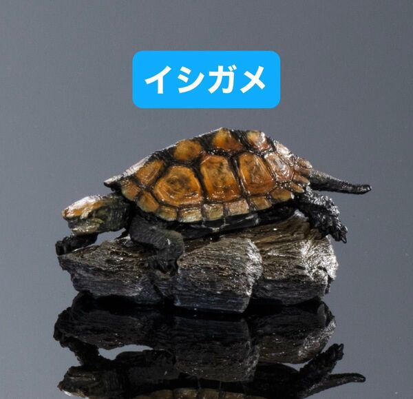 いきもの大図鑑ミニコレクション カメ01 イシガメ