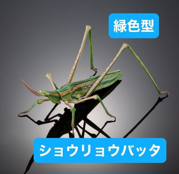 いきもの大図鑑アドバンス オオカマキリとショウリョウバッタ【カプセル版】ショウリョウバッタ(緑色型)単品