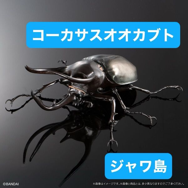 いきもの大図鑑アドバンス コーカサスオオカブト【カプセル版】コーカサスオオカブト(ジャワ島)単品