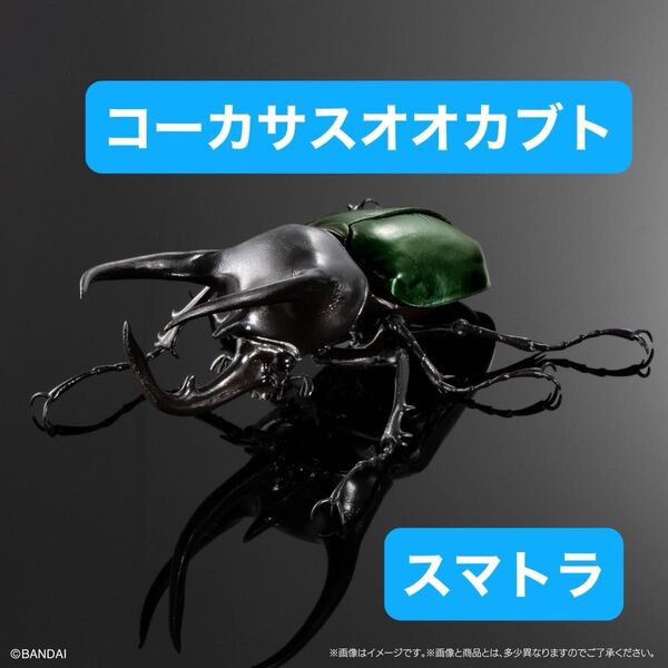 いきもの大図鑑アドバンス コーカサスオオカブト 【カプセル版】コーカサスオオカブト(スマトラ)