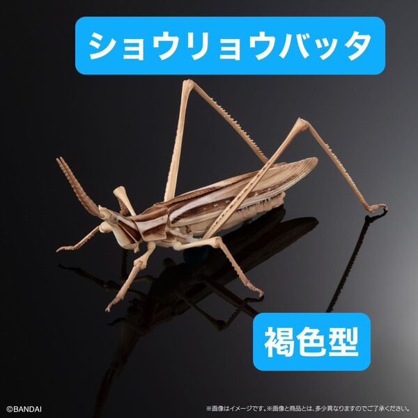 いきもの大図鑑アドバンス オオカマキリとショウリョウバッタ【カプセル版】ショウリョウバッタ(褐色型)単品
