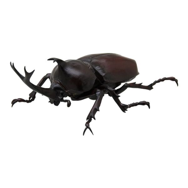 【カブトムシ 単品】Nature of Japan 日本のいきもの2 ネイチャーテクニカラー 未開封品