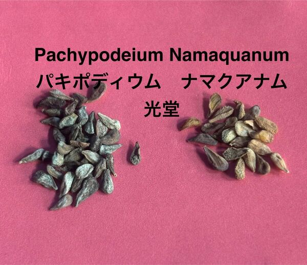 4/16ドイツより到着 新鮮種子 Pachypodeium Namaquanum パキポディウム ナマクアナム 光堂 種子10粒