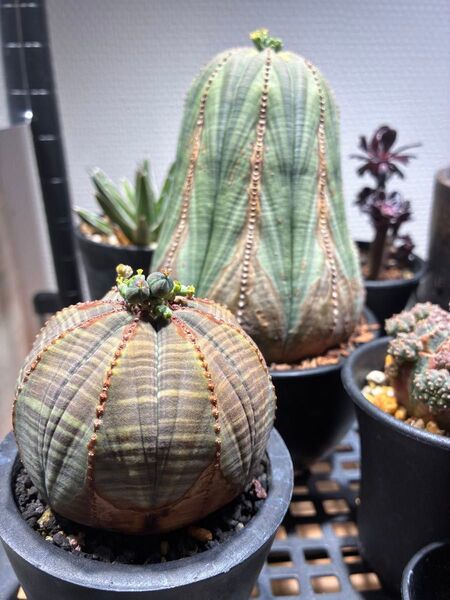 ユーフォルビア オベサ 種子 10粒 ボタナイズ LIBARAN PLANTS