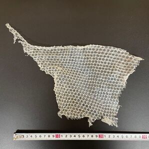 白蛇の抜け殻 大蛇の一部 約20×20cm 縁起物 (No.1)