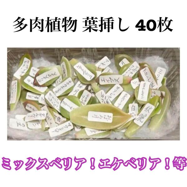多肉植物 葉挿し 40種類40枚 エケベリア ミックスベリア 桜鬼入り